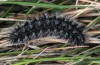 Coscinia chrysocephala: Larva (S-Spain, Malaga, Nerja, late March 2015) [M]