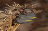 Ocnogyna clathrata: Female (e.l. Cyprus, Paphos, larva in mid-April 2017) [S]