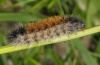 Ocnogyna corsica: Larva (Sardinia, May 2012) [N]