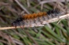 Ocnogyna corsica: Larva (Sardinia, May 2012) [M]