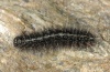 Coscinia cribraria: Half-grown larva (Vinschgau, South Tyrol. March 2012) [M]