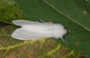 Hyphantria cunea: Female (e.l. Po Valley 2010) [S]