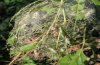 Hyphantria cunea: Gespinst an Acer negundo, ebenfalls ein Neophyt  (Poebene) [N]