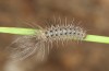 Arctia dejeanii: L3 larva (e.l. breeding F1, Spain, Sierra de Gredos, larva in late March 2022) [S]