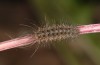 Arctia dejeanii: L3 larva (e.l. breeding F1, Spain, Sierra de Gredos, larva in late March 2022) [S]