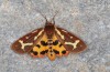 Arctia dejeanii: Female (e.l. rearing, Spain, Sierra de Gredos, larva in late March 2022) [S]