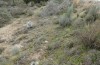 Arctia dejeanii: Larval habitat (Spain, Sierra de Gredos, late March 2022) [N]