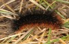 Arctia dejeanii: Larva in the ultimate instar (Spain, Sierra de Gredos, late March 2022) [M]
