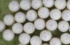 Arctia dejeanii: Eggs (e.l. rearing, Spain, Sierra de Gredos, larva in late March 2022) [S]