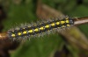 Callimorpha dominula: Larva [M]