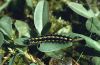 Callimorpha dominula: Half-grown larva [N]