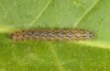 Dysauxes famula: Half-grown larva (e.o. rearing, Central Greece, Itea near Delphi, oviposition in May 2017) [S]