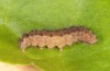 Dysauxes famula: Larva (e.l. rearing, Croatia, Brela, young larva in October 2015) [S]