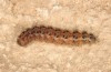 Dysauxes famula: Larva (e.o. rearing, Central Greece, Itea near Delphi, oviposition in May 2017) [S]
