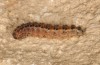 Dysauxes famula: Larva (e.o. rearing, Central Greece, Itea near Delphi, oviposition in May 2017) [S]
