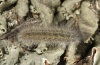 Arctia festiva: Half-grown larva (e.o. Askion 2011) [S]