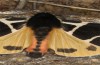 Arctia flavia: Männchen (e.l. Wallis, Täschalpe, 2500m, ausgewachsene Raupe Ende Mai 2023) [S]