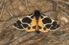 Arctia flavia: Weibchen (e.l. Wallis, Täschalpe, 2500m, ausgewachsene Raupe Ende Mai 2023) [S]