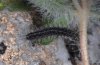 Ocnogyna parasita: Young larva (N-Greece, May 2008) [N]