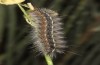 Artimelia latreillii: Raupe (Spanien, Avila, Sierra de Gredos, 1700m, Ende Juni 2025) [M]