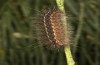 Artimelia latreillii: Raupe (Spanien, Avila, Sierra de Gredos, 1700m, Ende Juni 2025) [M]