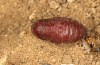 Artimelia latreillii: Puppe (e.l. Spanien, Avila, Sierra de Gredos, 1700m, Raupenfunde Ende Juni 2025) [S]