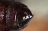 Spilosoma lubricipeda: Pupa (e.l. Illerbeuren near Memmingen, larva in August 2013) [S]