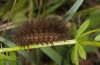 Spilosoma lubricipeda: Larva (Illerbeuren near Memmingen, garden, S-Germany, August 2013) [M]