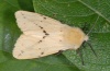 Spilosoma lutea: Männchen (Schwäbisch Gmünd, Mai 2010) [M]