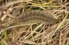 Chelis maculosa: Halbwüchsige Raupe (Frankreich, Massif Central, Mont Lozère, Anfang Juni 2013) [S]