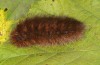 Pericallia matronula: Larva (Switzerland, Bern, 2016) [S]