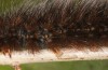 Pericallia matronula: Larva (Switzerland, Bern, 2016) [S]