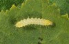 Pericallia matronula: Larva in the end of the first instar (Switzerland, Bern, 2016) [S]