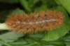 Diaphora mendica: Larva (eastern Swabian Alb, Southern Germany) [S]