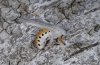 Spilosoma lubricipeda: Falter [S]