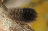 Miltochrista miniata: Larva in last instar [S]