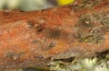Miltochrista miniata: Young larva [S]