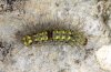 Nudaria mundana: Half-grown larva (eastern Swabian Alb, Southern Germany) [M]