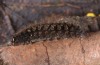 Pelosia muscerda: Raupe (Zuchtphoto ex Finnland) [S]
