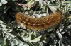Ocnogyna parasita: Fully-grown larva (Simplon, Valais, Switzerland) [N]