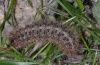 Cymbalophora pudica: Larva (Provence, France, April 2010) [M]