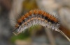 Rhyparia purpurata: Half-grown larva [S]