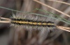 Rhyparia purpurata: Young larva (eastern Swabian Alb, Southern Germany, early November 2010) [M]