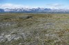 Chelis quenseli: Habitat (Sweden, Abisko, young larva found in early July 2020) [N]