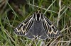 Chelis quenseli: Male (e.l. Switzerland, Grisons, Umbrail, larvae found in mid-October 2006) [S]