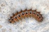 Chelis quenseli: Young larva (Sweden, Abisko, young larva found in early July 2020) [S]