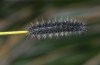 Coscinia romeii: Half-grown larva (Aranjuez near Madrid, late March 2015) [N]