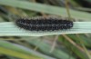 Coscinia romeii: Larva (e.l. rearing ex Aranjuez near Madrid, half-grown larva found in late March 2015) [S]