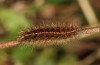 Diacrisia sannio: Half-grown larva (eastern Swabian Alb, S-Germany, near Dischingen, October 2013) [M]