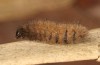 Thumatha senex: Larva (S-Germany, river Iller near Unterbinnwang, mid-May 2020) [M]